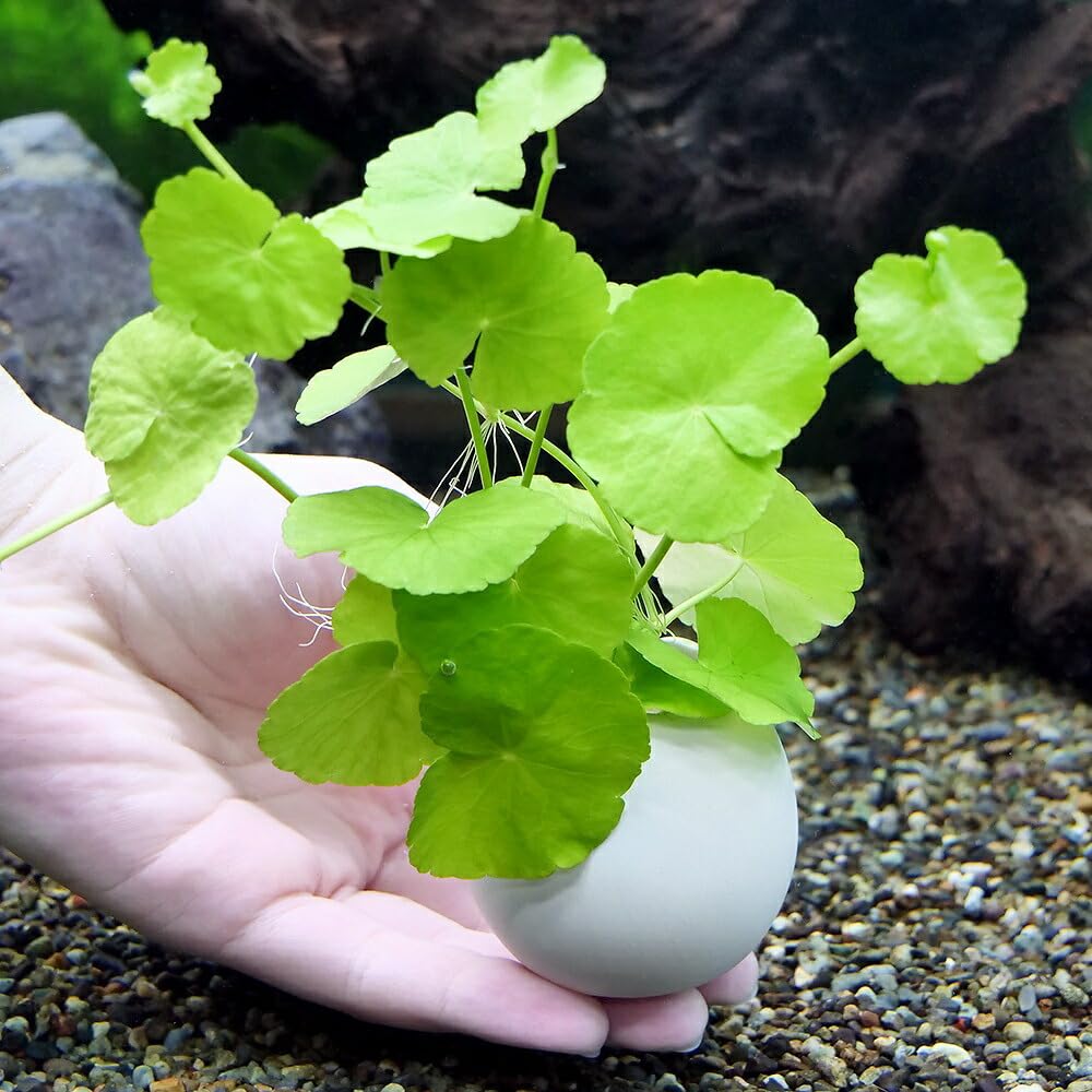 Amazon.co.jp: （水草）エッグプランター アマゾンチドメグサ（水中葉